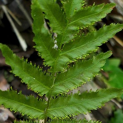 Hymenophyllaceae