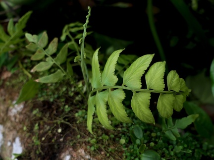 Asplenium salicifolium 