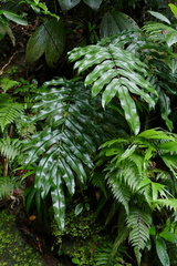 Pteris praestantissima 