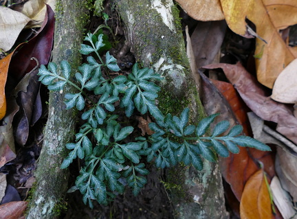 Pteris ensiformis