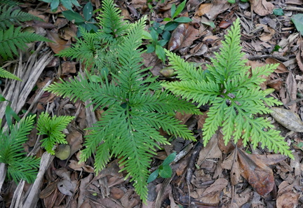 Selaginella flabellata