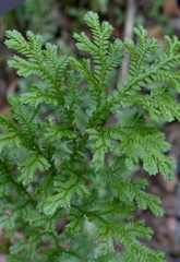 Selaginella substipitata