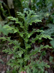 Selaginella substipitata