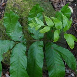 Tectariaceae