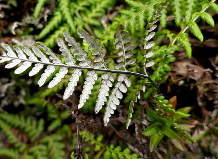 Pityrogramma chrysophylla