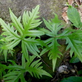 Doryopteris pedata