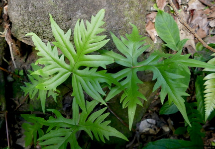 Doryopteris pedata