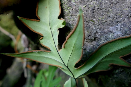 Doryopteris pedata