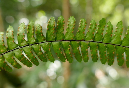 Adiantopsis radiata