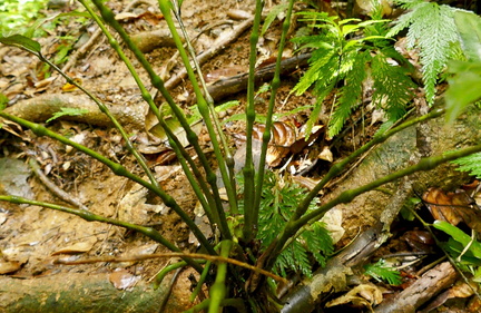 Danaea elliptica