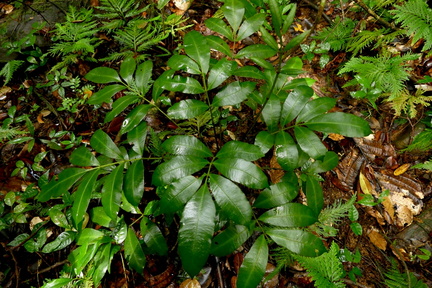 Danaea elliptica