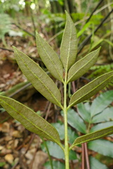 Danaea elliptica