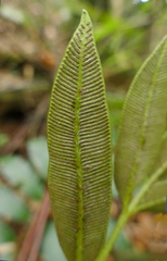 Danaea elliptica