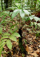 Danaea elliptica