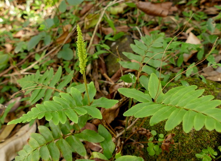 Anemia hirta