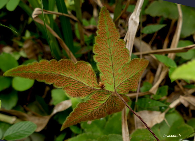 Hemionitis palmata