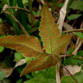 Hemionitis palmata