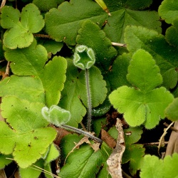 Pteridaceae