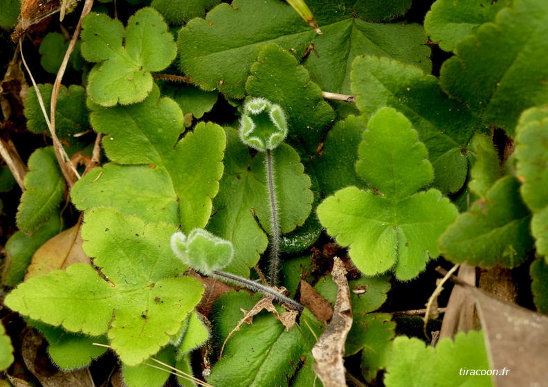 Hemionitis palmata