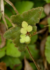 Hemionitis palmata