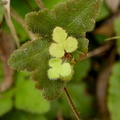 Hemionitis palmata