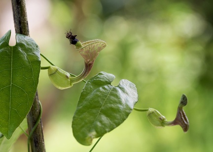 	Aristolochia rugosa