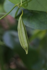 	Aristolochia rugosa