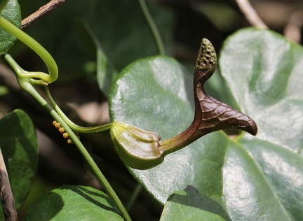 	Aristolochia rugosa