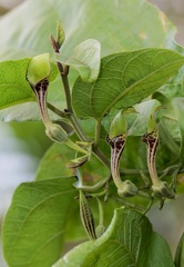 	Aristolochia sprucei