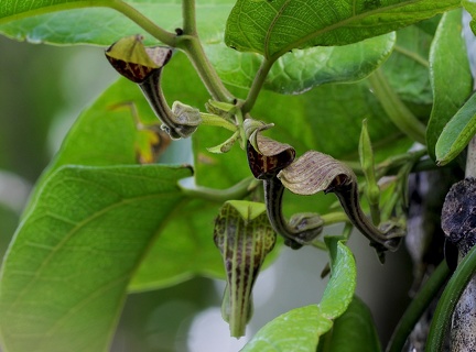 	Aristolochia sprucei