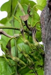 	Aristolochia sprucei