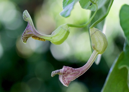 	Aristolochia rugosa