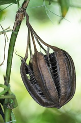 	Aristolochia sprucei