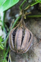 	Aristolochia sprucei