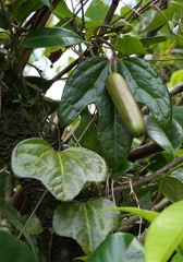 	Aristolochia trilobata