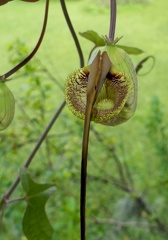 	Aristolochia trilobata