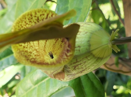 	Aristolochia trilobata