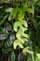 	Aristolochia trilobata