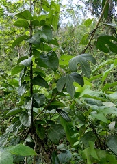 	Aristolochia trilobata