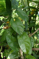 	Aristolochia sprucei