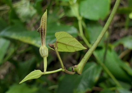 	Aristolochia sprucei