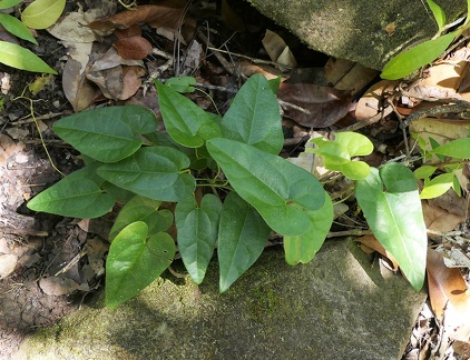 	Aristolochia rugosa