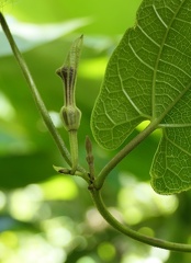 	Aristolochia sprucei