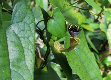 	Aristolochia rugosa