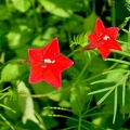 Ipomoea quamoclit