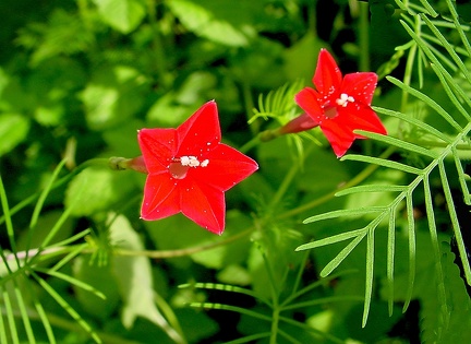 Ipomoea quamoclit