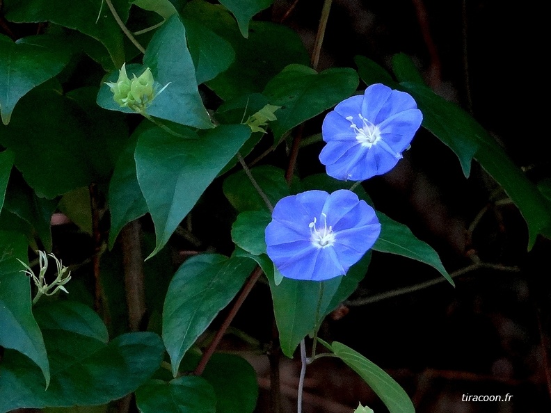 Jacquemontia pentanthos