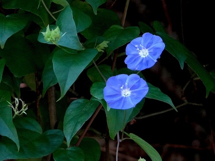 Jacquemontia pentanthos