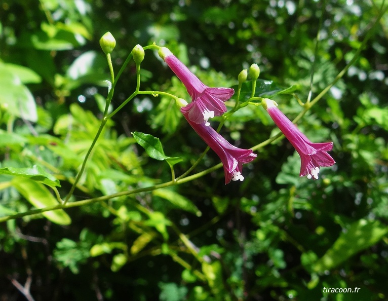 Jacquemontia solanifolia