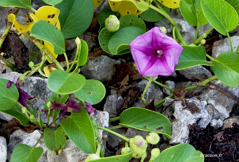 Ipomoea pes-caprae